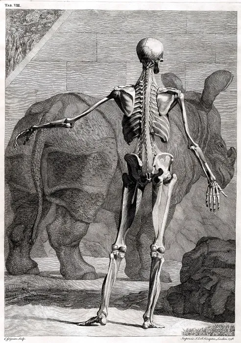 Framed Print : 18th Century Anatomical Engraving Framed Print : 18th Century Anatomical Engraving