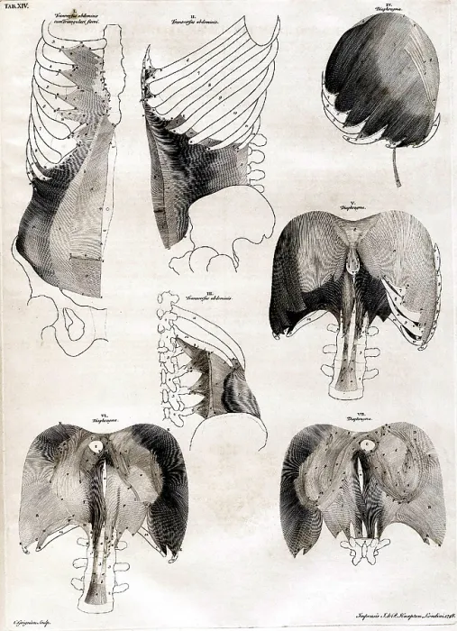 Framed Print : 18th Century Anatomical Engraving Framed Print : 18th Century Anatomical Engraving