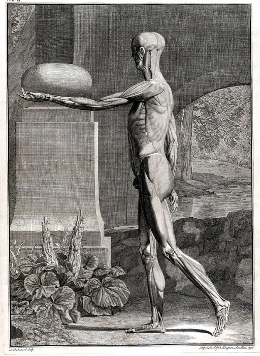 Framed Print : 18th Century Anatomical Engraving
