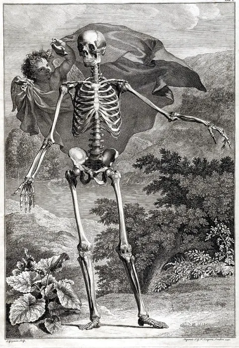 Framed Print : 18th Century Anatomical Engraving Framed Print : 18th Century Anatomical Engraving