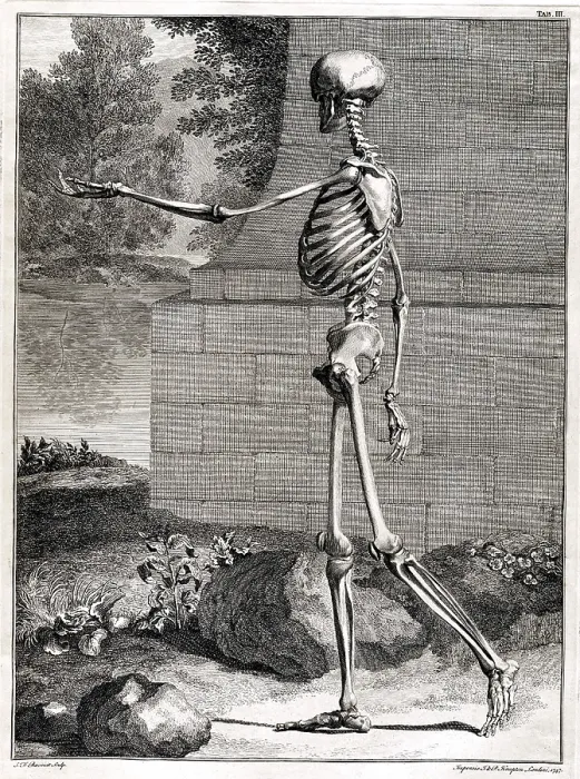 Framed Print : 18th Century Anatomical Engraving Framed Print : 18th Century Anatomical Engraving