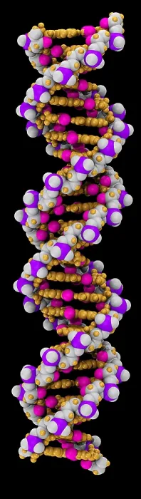 Framed Print : 3D DNA Molecule Framed Print : 3D DNA Molecule