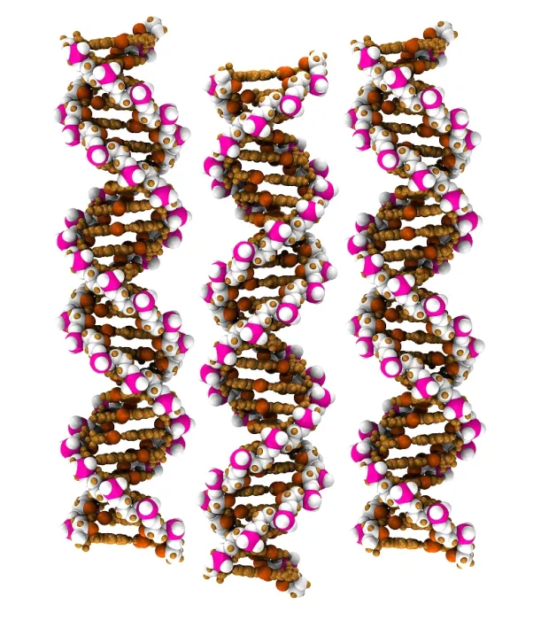 Framed Print : 3D DNA Molecule Framed Print : 3D DNA Molecule