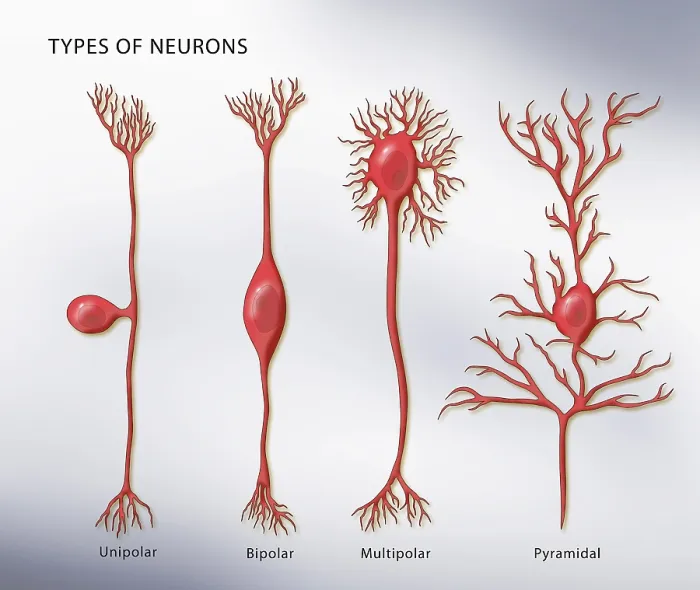 Framed Print : 4 Types of Neurons, Illustration
