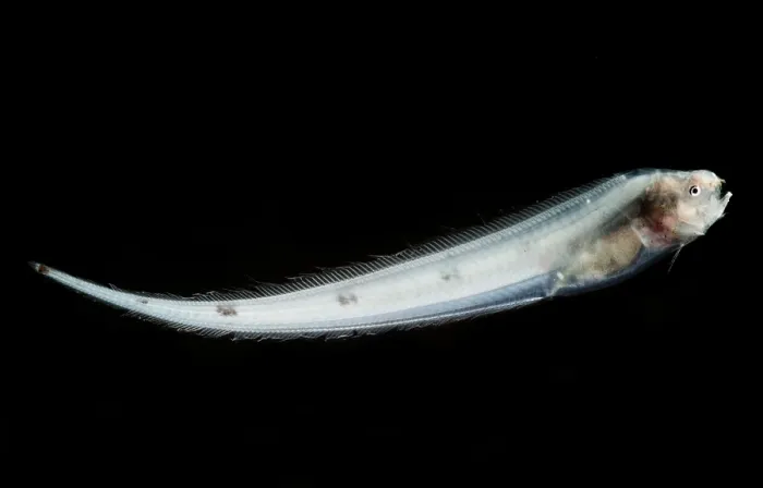 Framed Print : Abyssal Assfish (Bassozetus cf compressus) Framed Print : Abyssal Assfish (Bassozetus cf compressus)