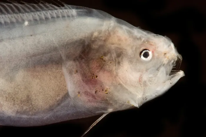 Framed Print : Abyssal Assfish (Bassozetus cf compressus) Framed Print : Abyssal Assfish (Bassozetus cf compressus)