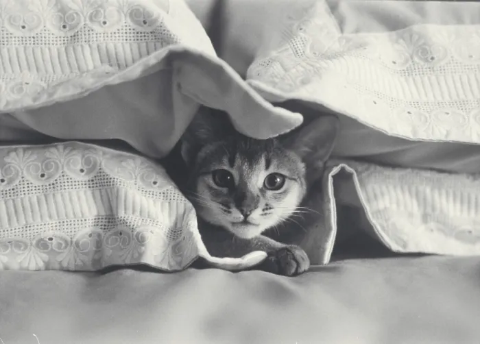 Framed Print : Abyssinian cat keeping warm between the pillows Framed Print : Abyssinian cat keeping warm between the pillows