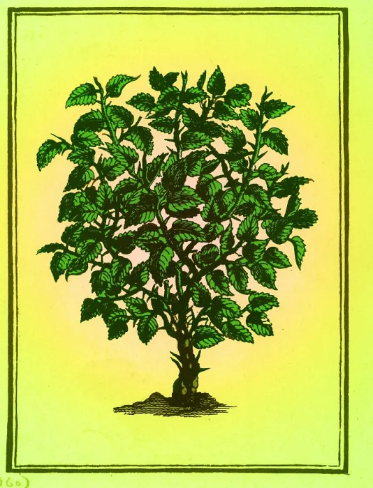 Framed Print : Myrrh. According to an ancient Oriental legend Framed Print : Myrrh. According to an ancient Oriental legend
