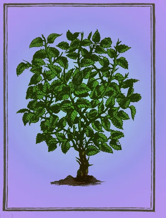 Framed Print : Myrrh. According to an ancient Oriental legend