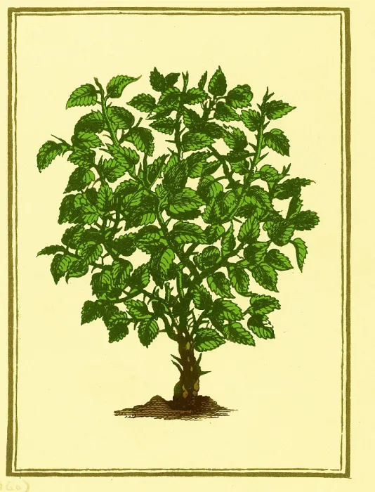 Framed Print : Myrrh. According to an ancient Oriental legend Framed Print : Myrrh. According to an ancient Oriental legend