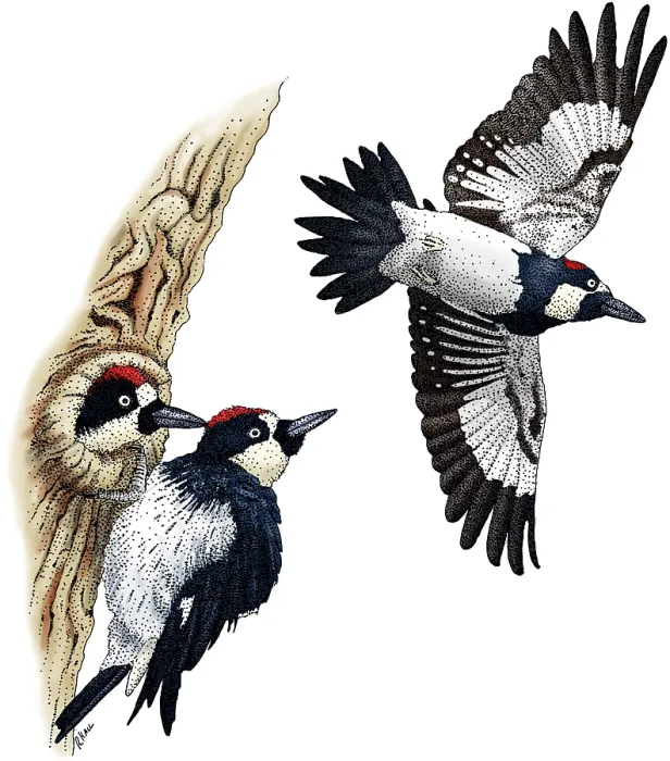 Framed Print : Acorn Woodpeckers Framed Print : Acorn Woodpeckers