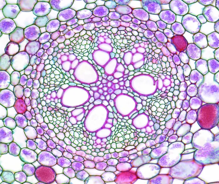 Framed Print : Acorus calamus monocot root, light micrograph Framed Print : Acorus calamus monocot root, light micrograph