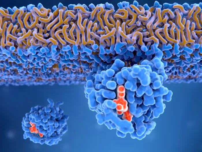 Framed Print : Activated Ras protein attached to the cell membrane Framed Print : Activated Ras protein attached to the cell membrane