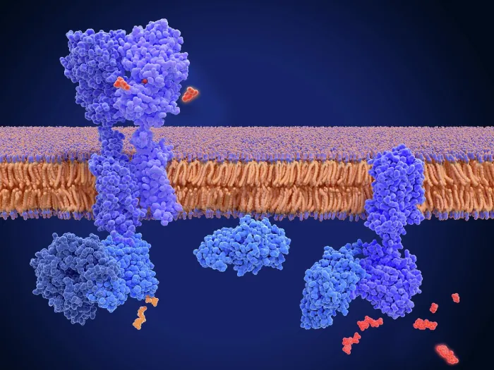 Framed Print : Activation of the GABA B receptor by an agonist leads to a cAMP signal cascade Framed Print : Activation of the GABA B receptor by an agonist leads to a cAMP signal cascade