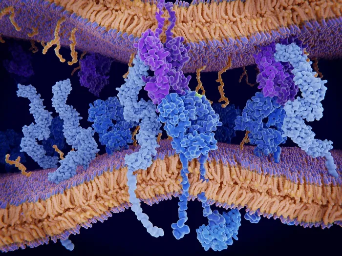 Framed Print : Activation of the immune response to antigens through the complex between a T-cell receptor, an MHC II-antigen and a CD4 protein Framed Print : Activation of the immune response to antigens through the complex between a T-cell receptor, an MHC II-antigen and a CD4 protein