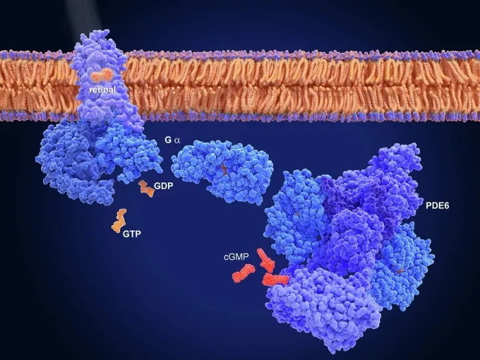 Framed Print : Activation of rhodopsin by light leads to the hyperpolarization of photoreceptor cells Framed Print : Activation of rhodopsin by light leads to the hyperpolarization of photoreceptor cells