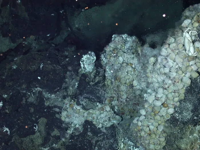 Framed Print : Active Hydrothermal Vent Framed Print : Active Hydrothermal Vent