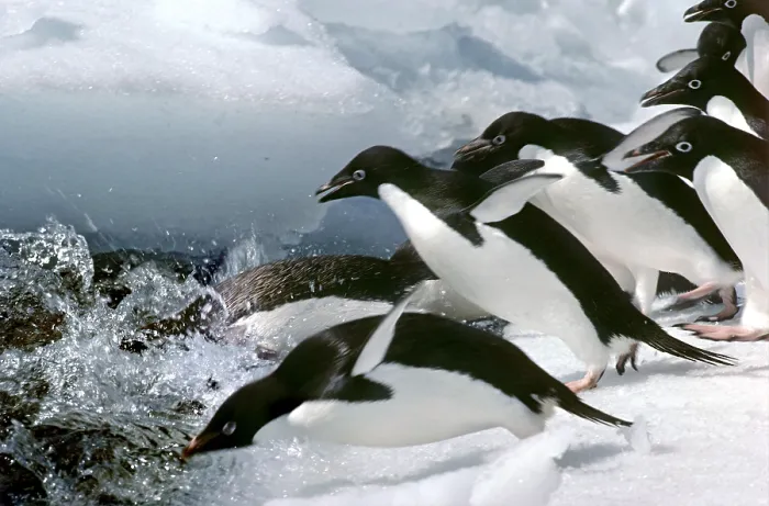 Framed Print : Adelie Penguins Framed Print : Adelie Penguins