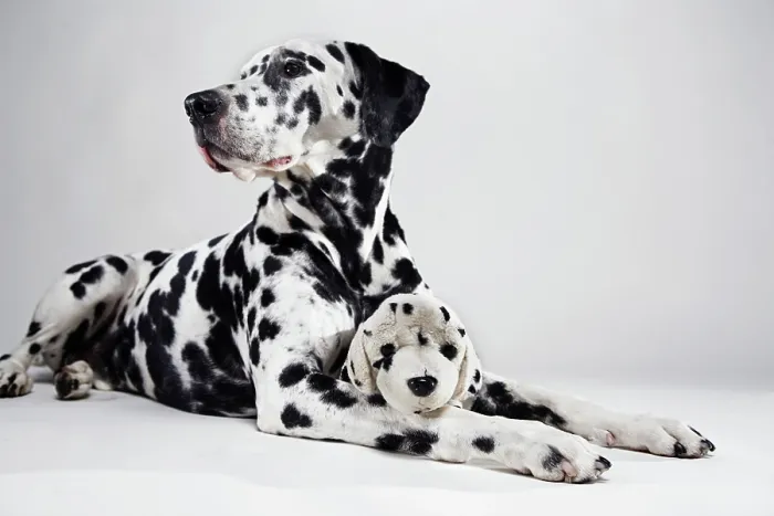 Framed Print : Adult Dalmatian with stuffed toy dog