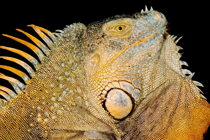 Framed Print : Adult Male Green Iguana Framed Print : Adult Male Green Iguana