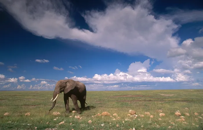 Framed Print : African Bush Elephant