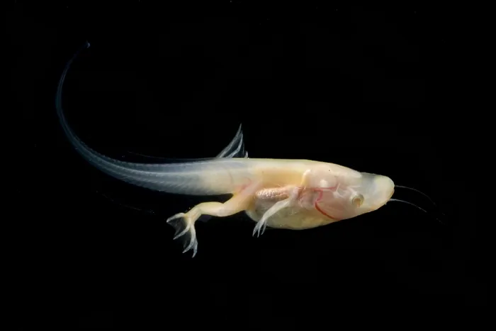 Framed Print : African Clawed Frog tadpole