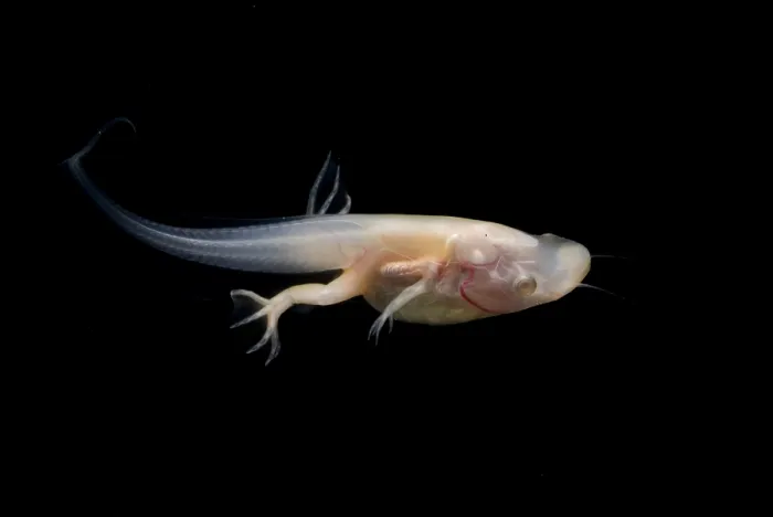 Framed Print : African Clawed Frog tadpole Framed Print : African Clawed Frog tadpole