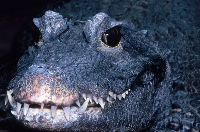 Framed Print : African Dwarf Crocodile Framed Print : African Dwarf Crocodile