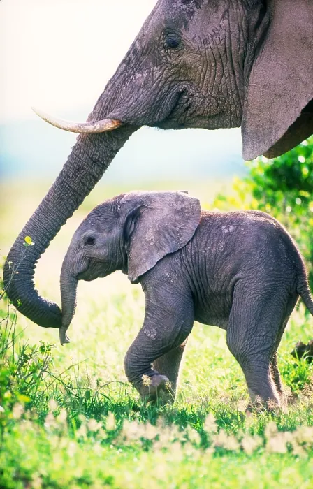 Framed Print : African elephant mother and young Framed Print : African elephant mother and young