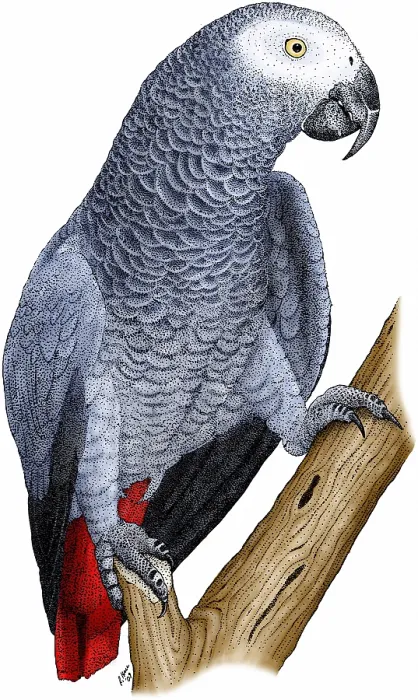 Framed Print : African Grey Parrot