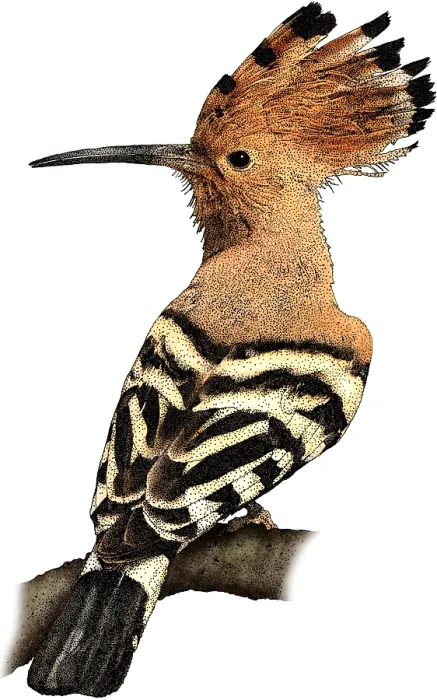 Framed Print : African hoopoe Framed Print : African hoopoe