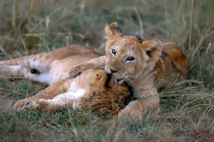 Framed Print : African Lion cubs (Panthera leo)