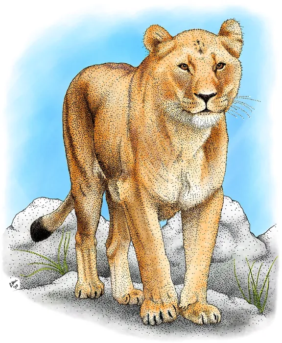 Framed Print : African Lioness Framed Print : African Lioness
