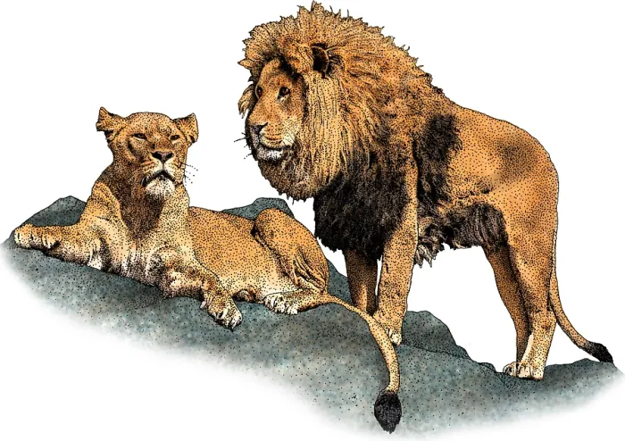 Framed Print : African Lions Framed Print : African Lions