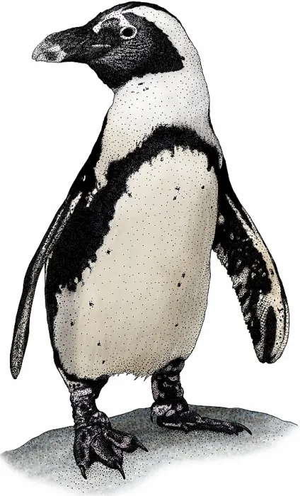 Framed Print : African penguin