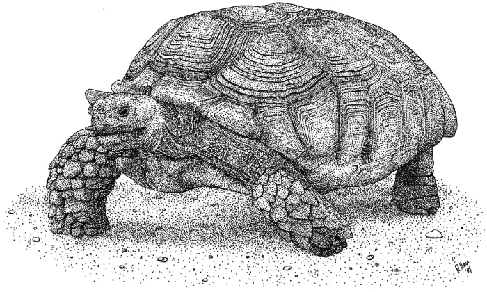 Framed Print : African Spurred Tortoise