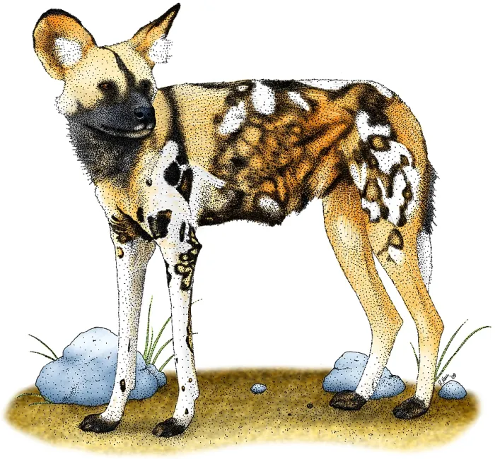 Framed Print : African Wild Dog Framed Print : African Wild Dog