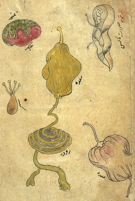 Framed Print : Akbar's Medicine, Internal Organs, 18th Century Framed Print : Akbar's Medicine, Internal Organs, 18th Century