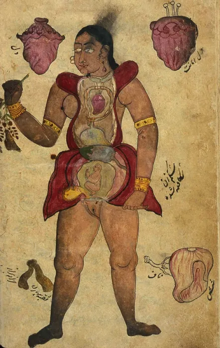 Framed Print : Akbar's Medicine, Persian Anatomical Woman Framed Print : Akbar's Medicine, Persian Anatomical Woman