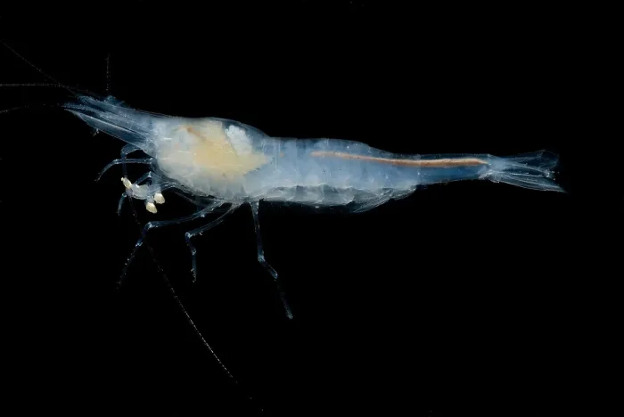 Framed Print : Alabama Cave Shrimp Framed Print : Alabama Cave Shrimp