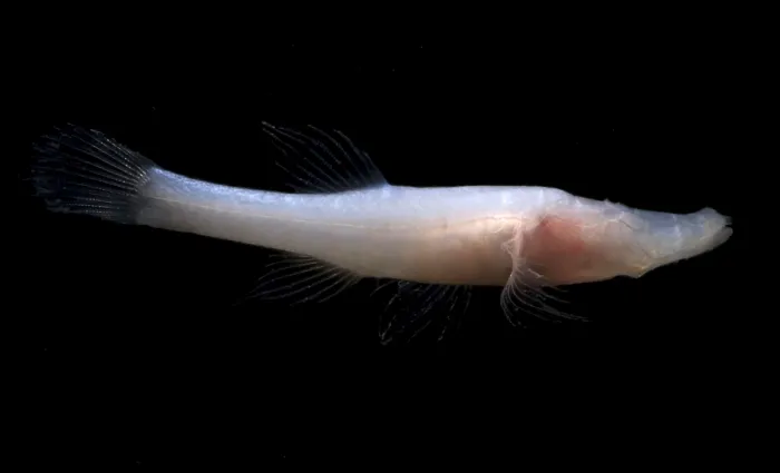 Framed Print : Alabama Cavefish Framed Print : Alabama Cavefish