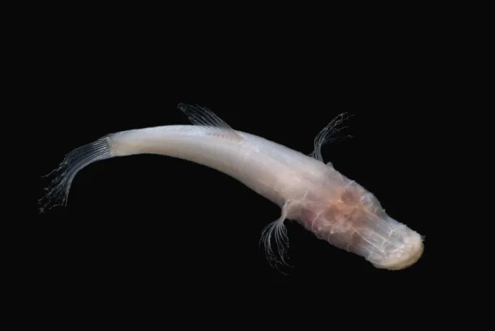 Framed Print : Alabama Cavefish