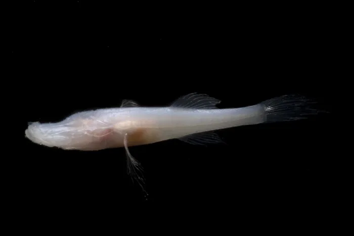 Framed Print : Alabama Cavefish Framed Print : Alabama Cavefish