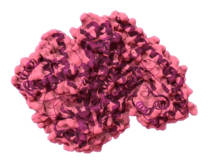 Framed Print : Alanine Transaminase, Molecular Model