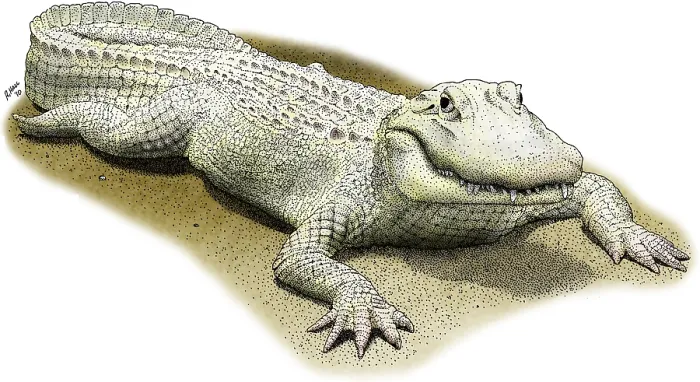 Framed Print : Albino American Alligator Framed Print : Albino American Alligator