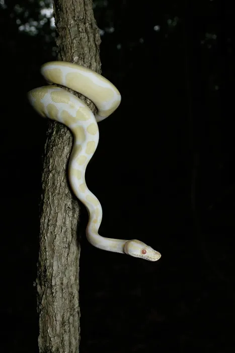 Framed Print : Albino Ball Python climbing tree Framed Print : Albino Ball Python climbing tree