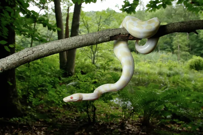 Framed Print : Albino Ball Python climbing tree Framed Print : Albino Ball Python climbing tree