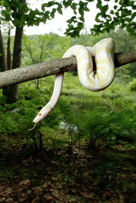 Framed Print : Albino Ball Python climbing tree Framed Print : Albino Ball Python climbing tree