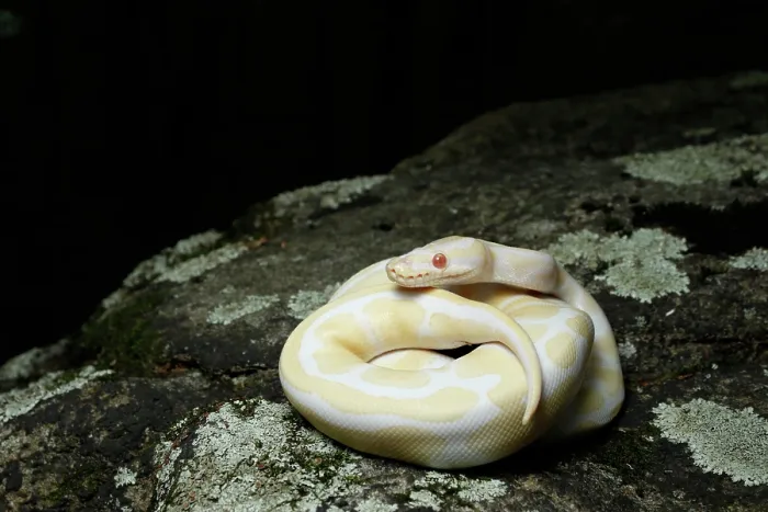 Framed Print : Albino Ball Python on a Rock Framed Print : Albino Ball Python on a Rock