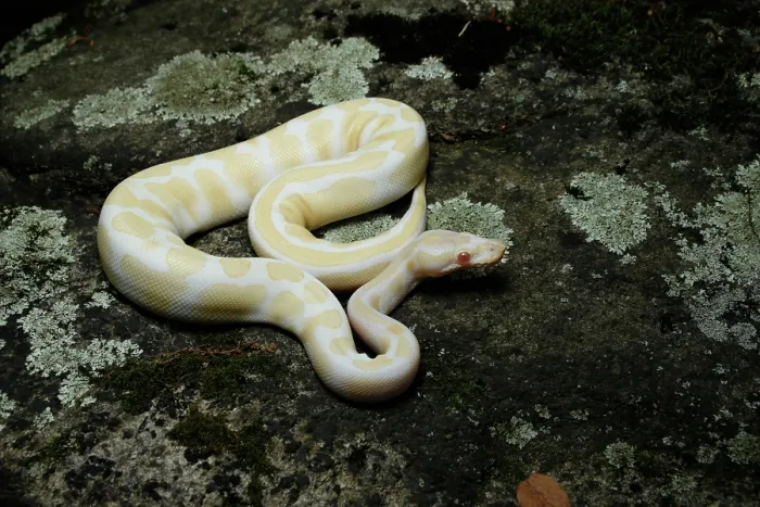Framed Print : Albino Ball Python on a Rock